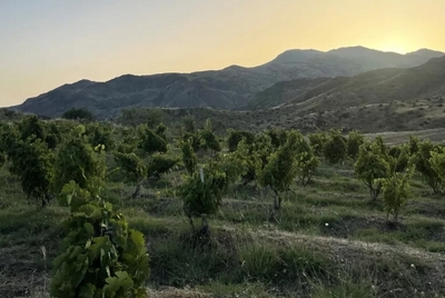 Armenia Is Producing Some of the World’s Most Interesting Wines — If You Can Find Them
