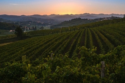 Collio DOC to integrate orange wine into production specifications
