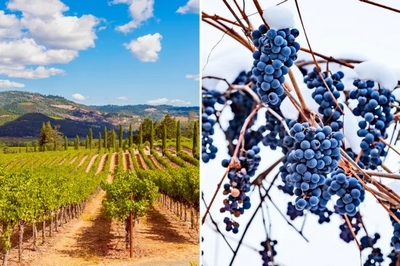What’s the Difference Between Cool Climate and Warm Climate Wines?